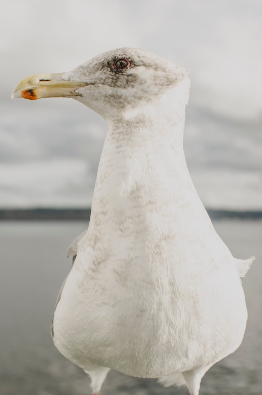 seagull, seagull closeup, ferry, ocean, pacific ocean, wildlife @livingless.wordpress.com